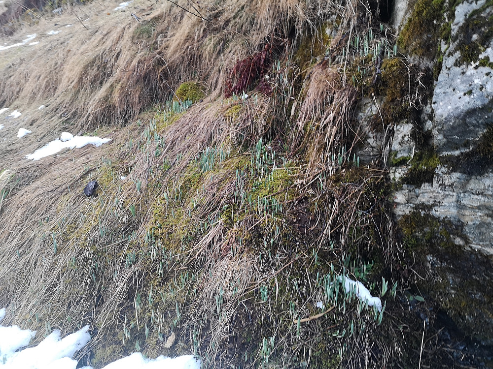Påskeliljene på vei opp i tunet 