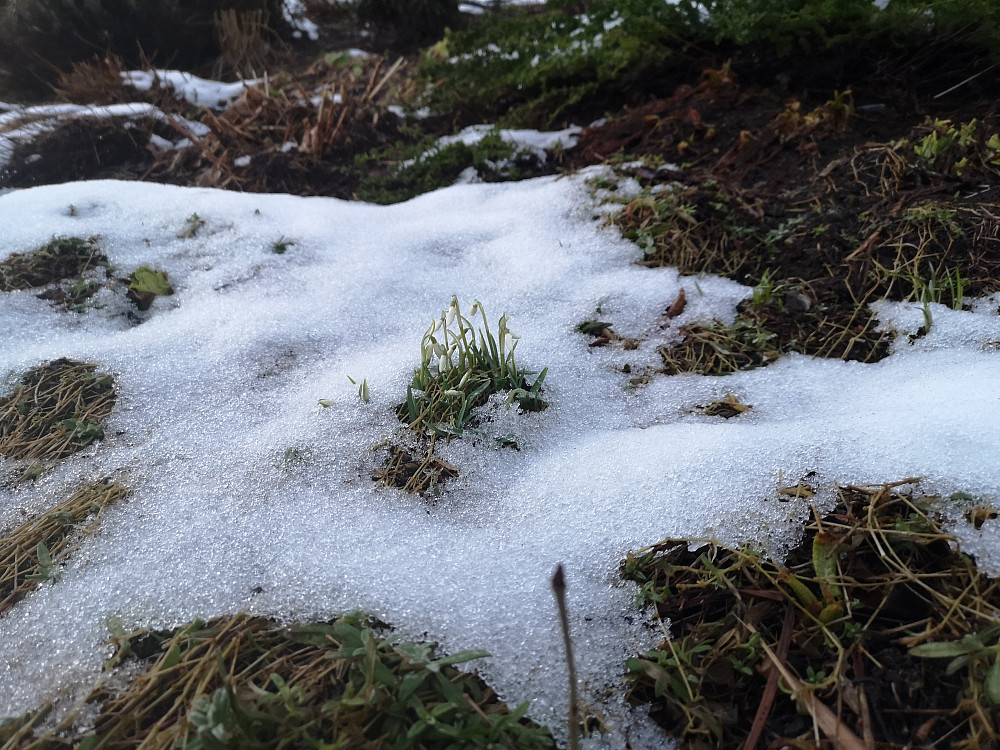 Snøklokker i bedet