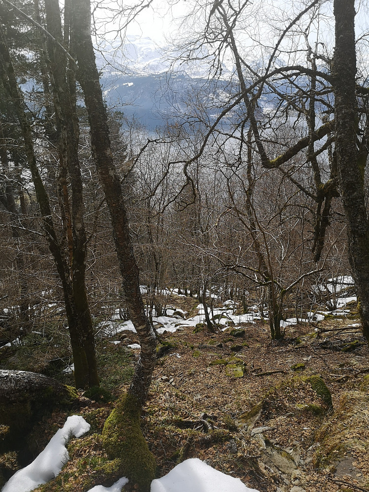 Det lukter vår i skogen  