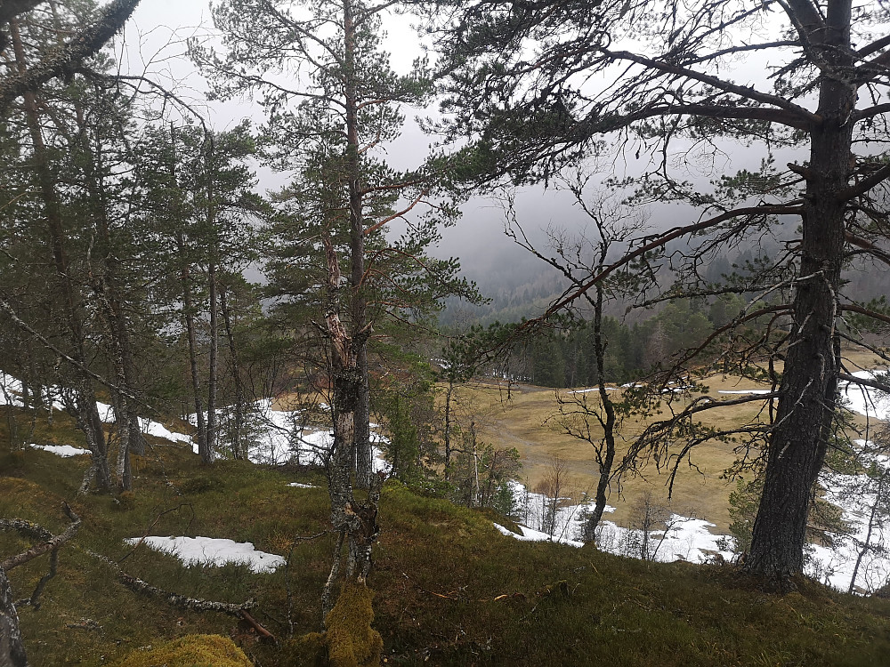 Tytebærhaugen