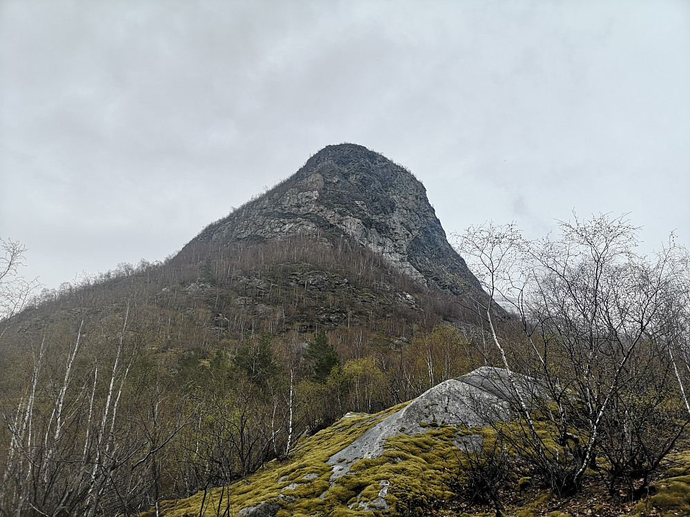 Fugleåsen
