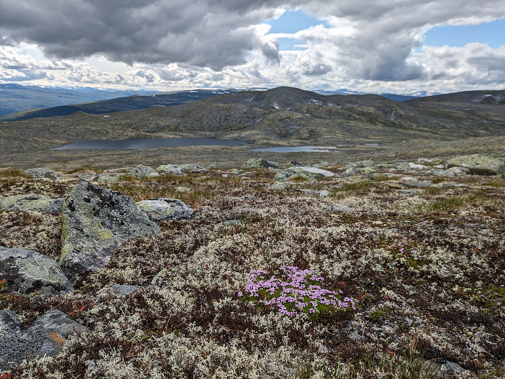 Mot Søre Sæterhøe