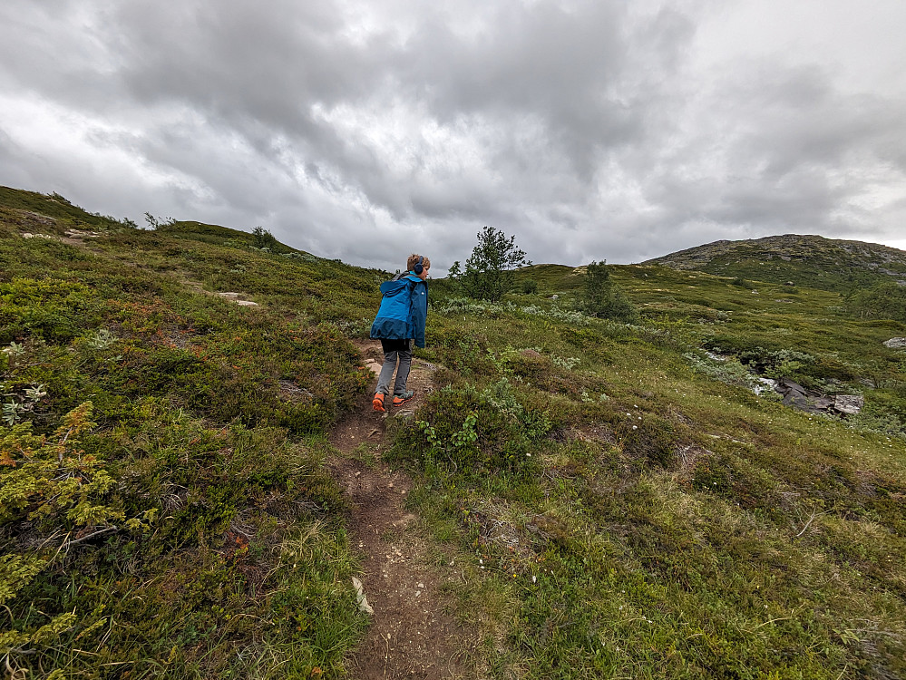 Oppe over skoggrensa, mot Kongelberget