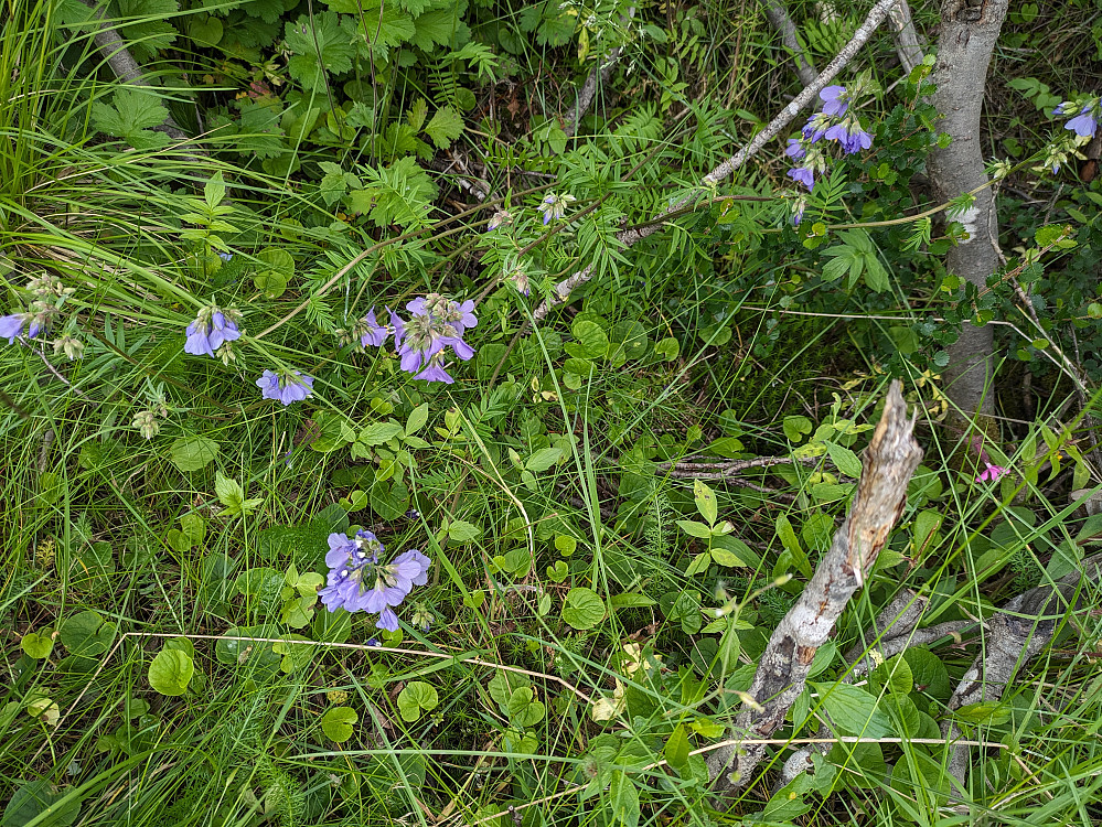 Fjellflokk