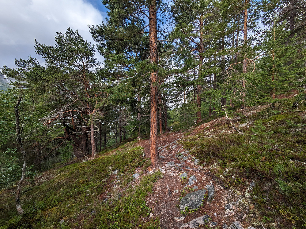 Den tørrere del av stien innover