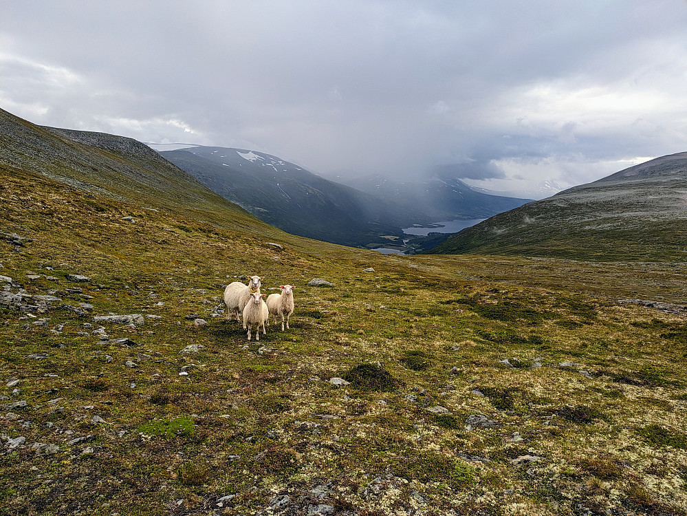 Møtte endel folk på retur fra Okla, men veien videre kun firbente og noen ryper