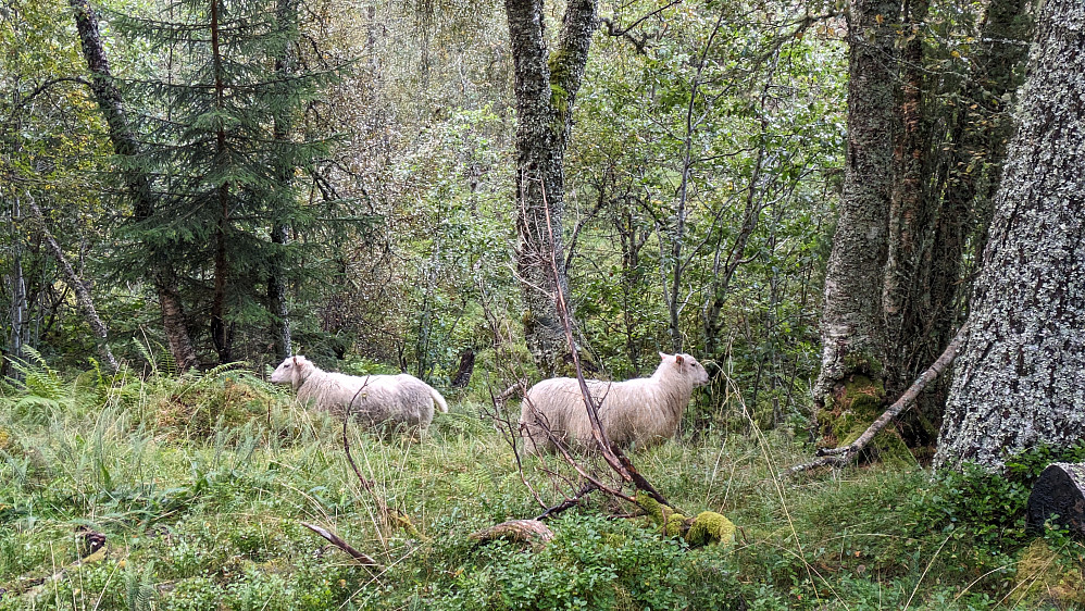 Observasjon av sau som ene sauebonden savner 
