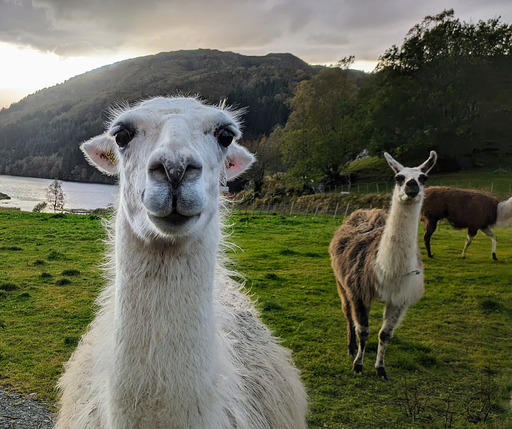 Lama