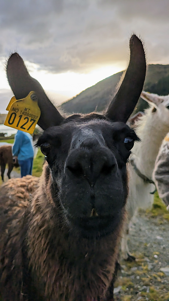 Lama