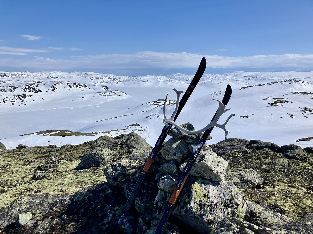 Skålanosi