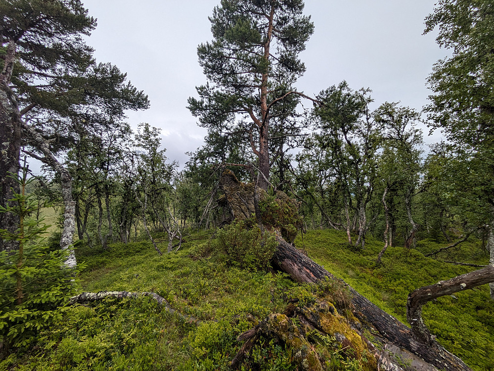 Høgste punkt