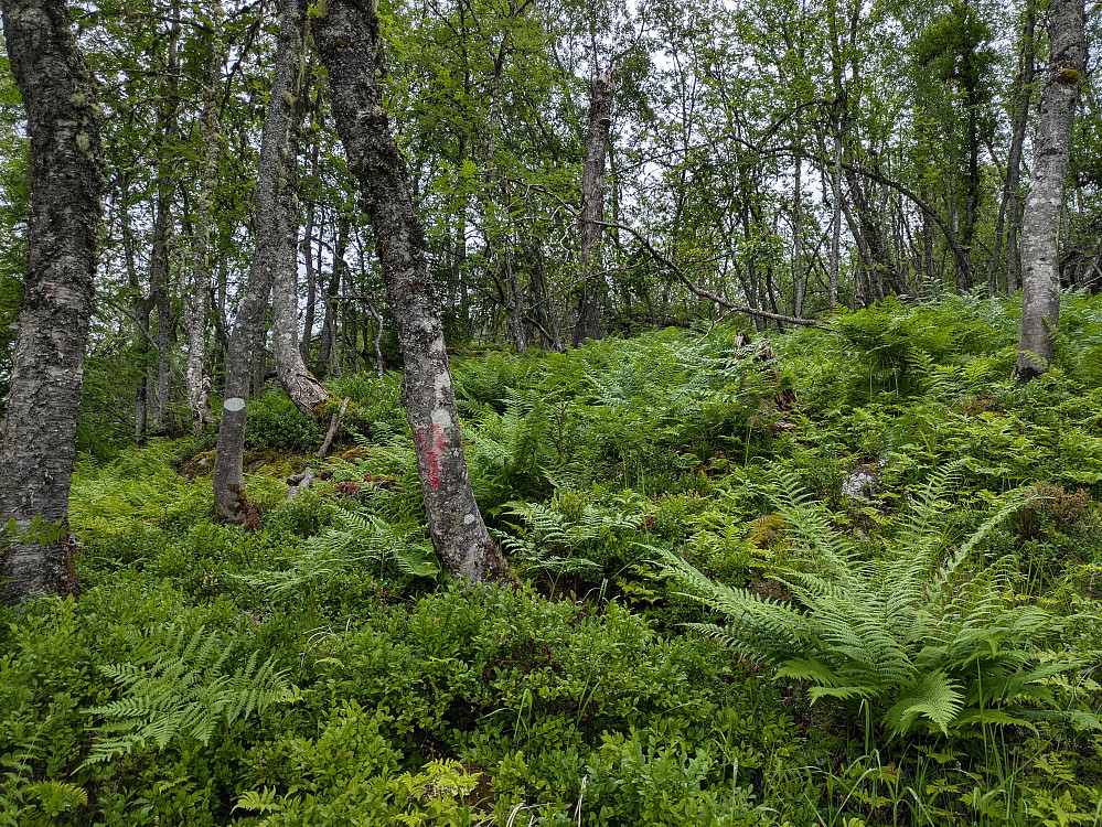 Artig rute….