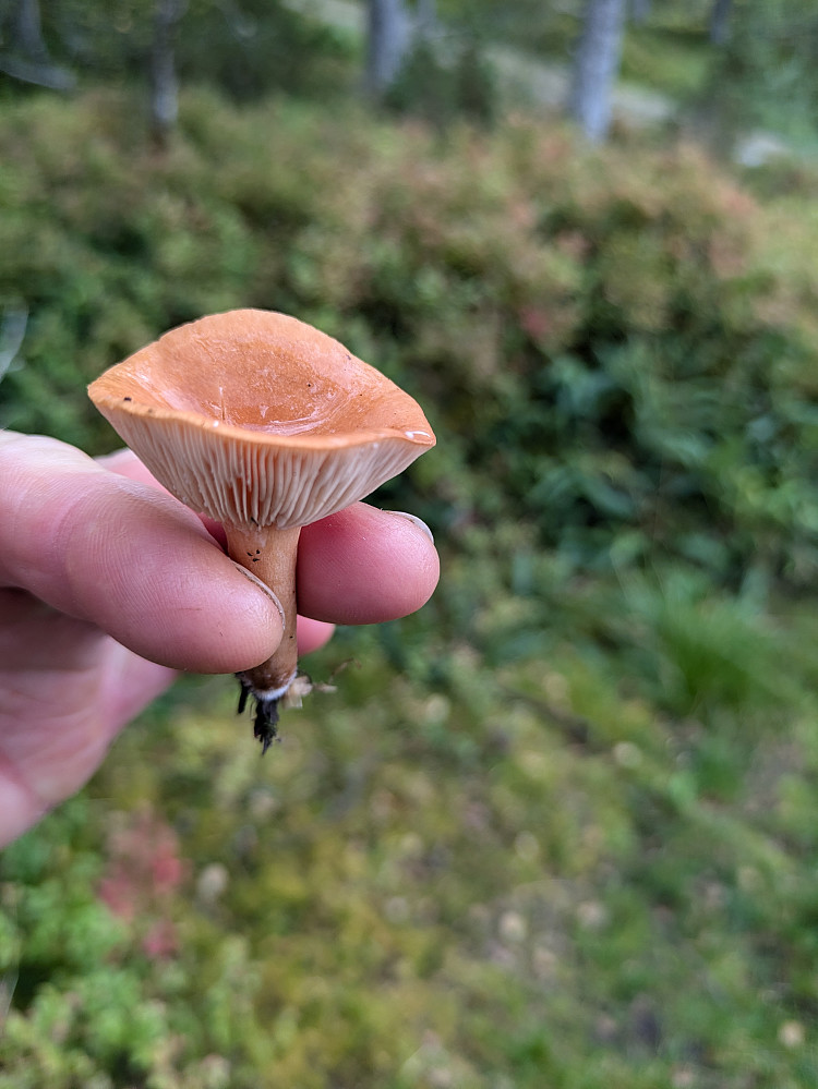 Mye sopp i skogen for tida. Dette tror jeg er en Riske, men valgte å la den være. Så ikke en eneste kantarell...