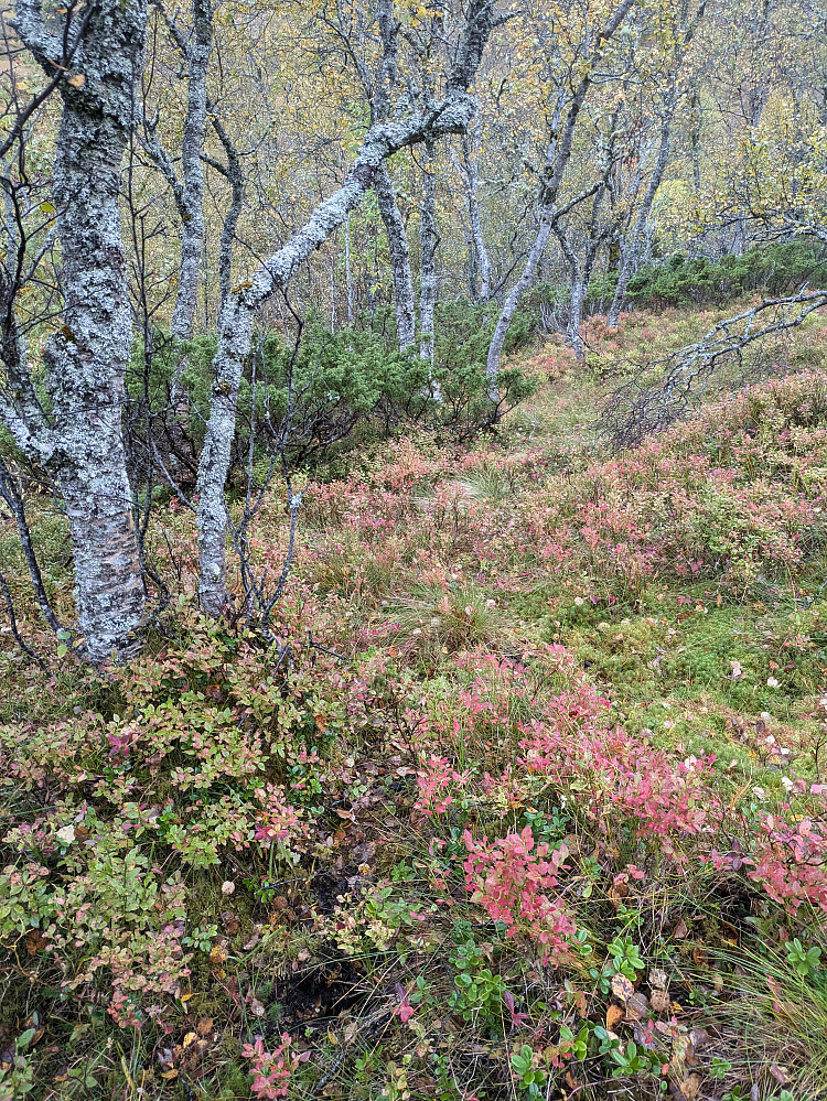 Såkalt sti