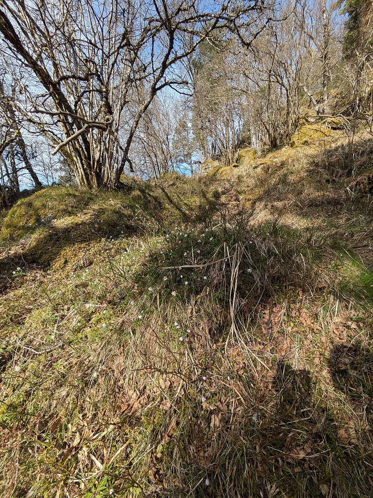 Kjekt med blomstrende kvitveis 