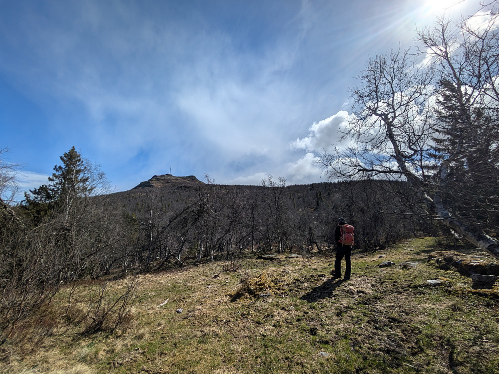 Ser endelig mot toppen 