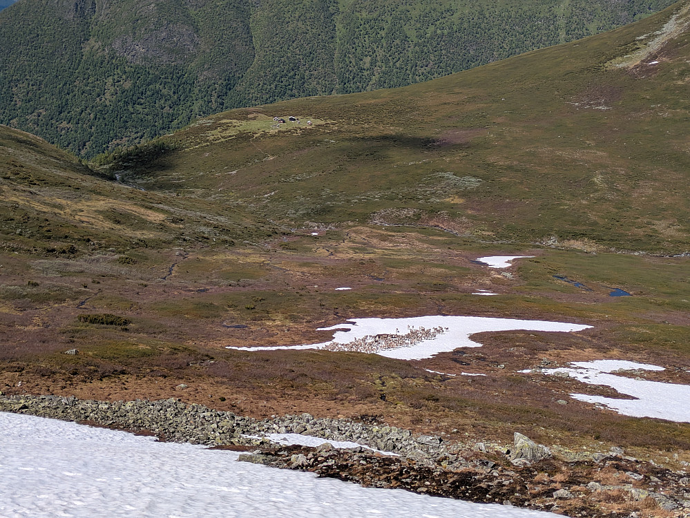 En svær reinsflokk vi såg under oss på veien opp mot Surnasetsnosi 