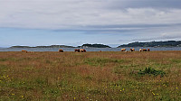 Cows at Herdla