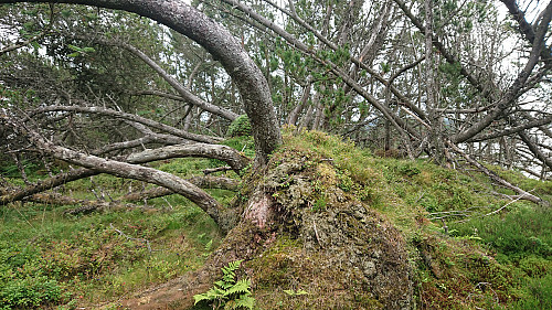 The uninteresting summit of Storekalvsøyna