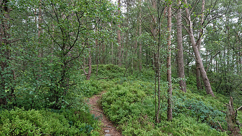 Trail towards Grønabrekka