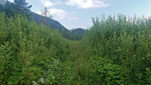 Road reclaimed by nature at Kvernaskaret