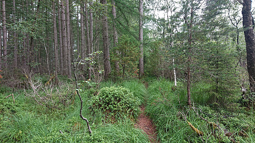 Trail towards Preståsen