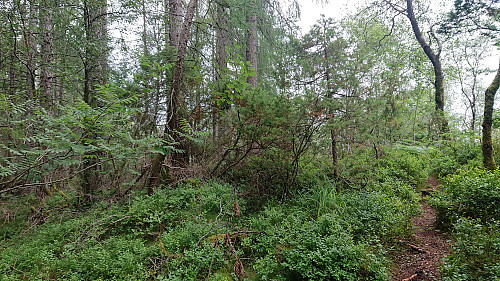 The highest point at Preståsen