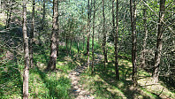 Trail to the summit