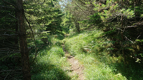 Trail to the summit