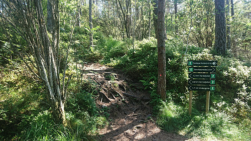 Trail to Vardafjellet