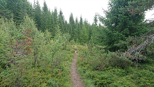 The trail towards Bjedlastølen