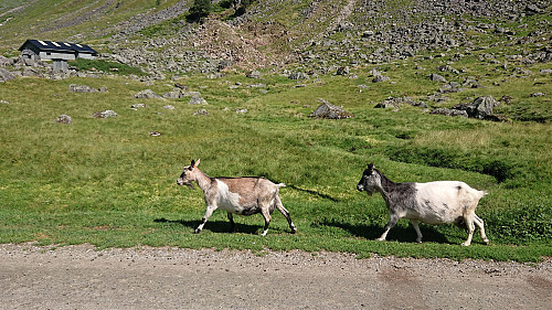 Two of the around 500 goats at Anestølen