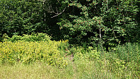 Start of the actual trail