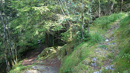 The trail on the right ended in a wet area, so I returned to the one to the left