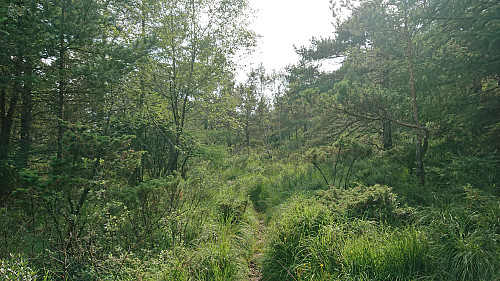 The weak trail east of the summit
