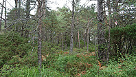 Marked trail to Bjørnåsen