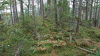 Trail north from Bjørnåsen