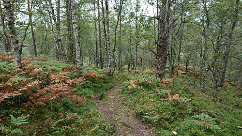 Trail from Tereleitet to Hamresåta