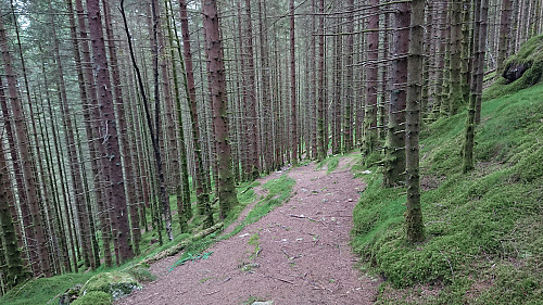 Shortcut when returning from Tereleitet to the crossroads east of the summit