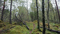 The marked trail
