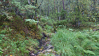 The trail/stream...