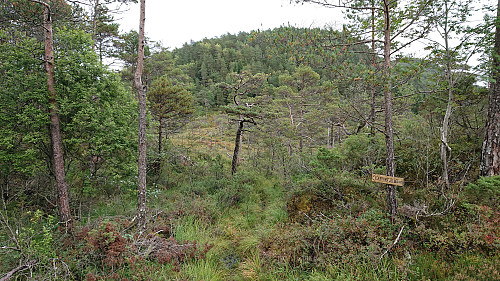 The start of the trail to Kjerringefjellet