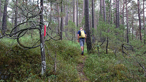 Following the marked trail to Kjerringefjellet