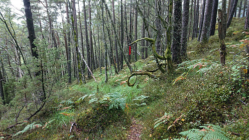 Following the marked trail on the descent from Kjerringefjellet