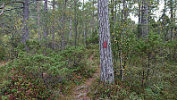 The marked trail