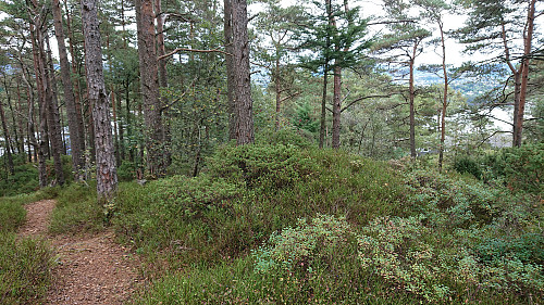 The highest point at Storahugen