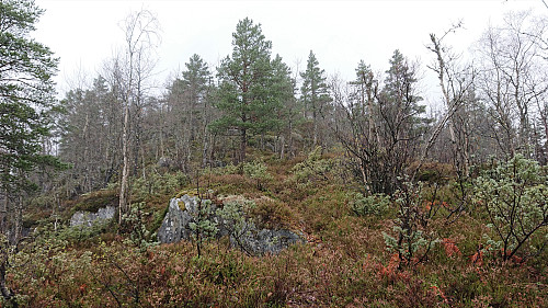 Following an animal track towards Lauvhovden