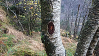 The trail markers