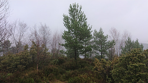 The highest point at Høyvikåsen