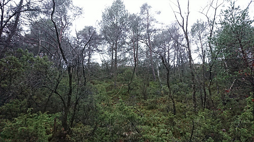 Approaching the summit of Hetlevikåsen